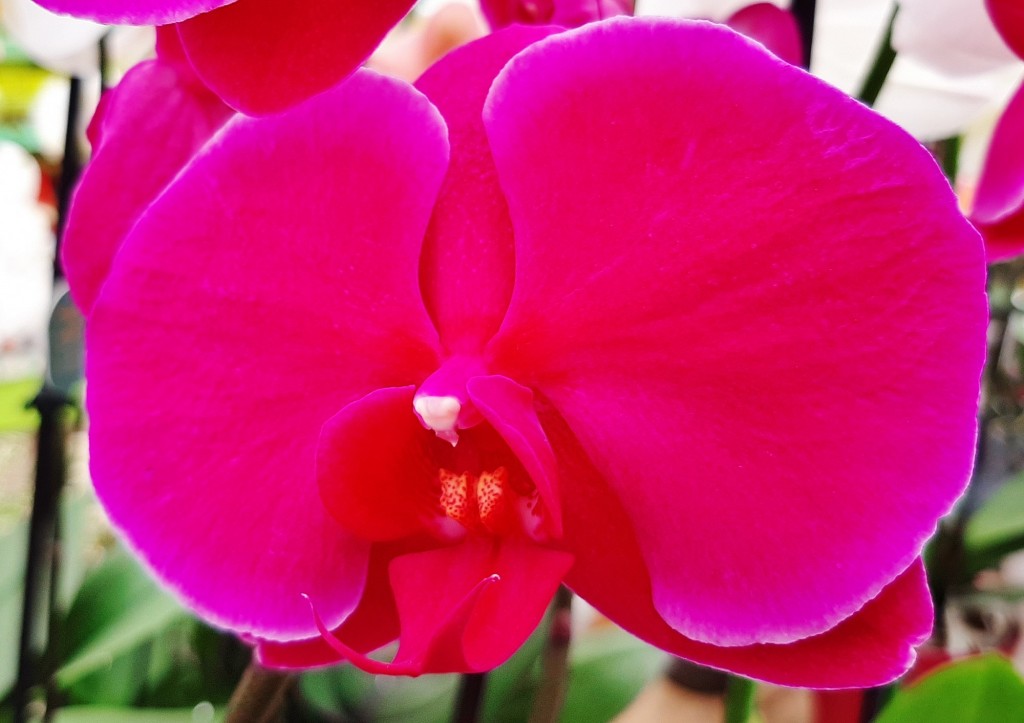 Foto: Flor en la ciudad - Barcelona (Cataluña), España
