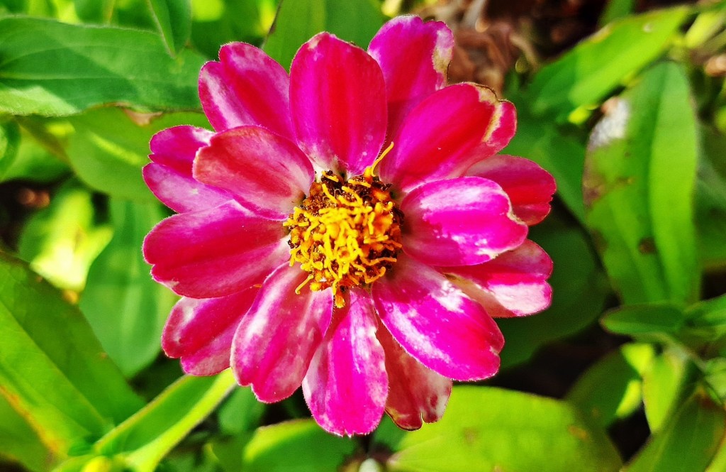 Foto: Flor en la ciudad - Barcelona (Cataluña), España