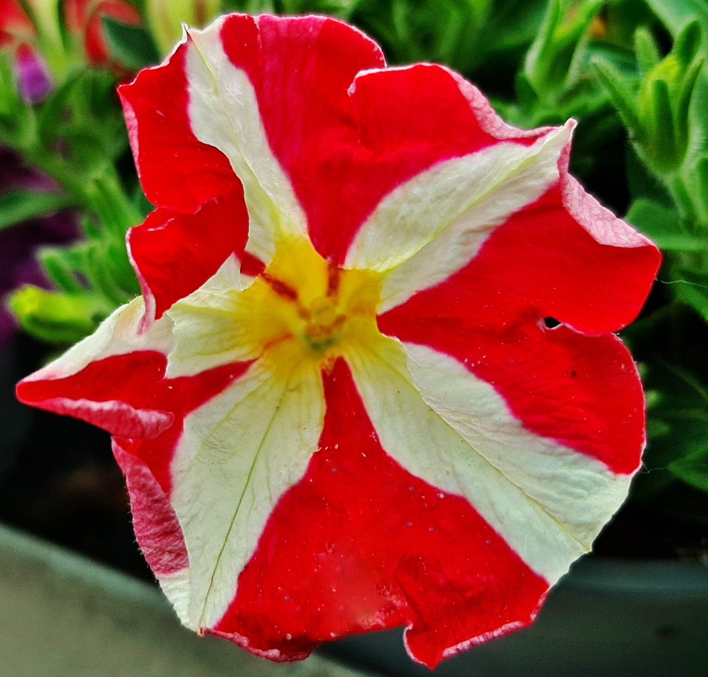 Foto: Flor en la ciudad - Barcelona (Cataluña), España