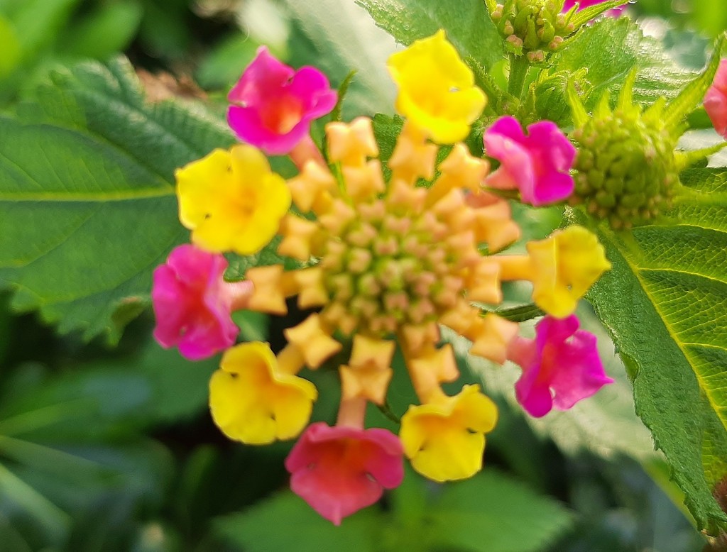 Foto: Flor en la ciudad - Barcelona (Cataluña), España