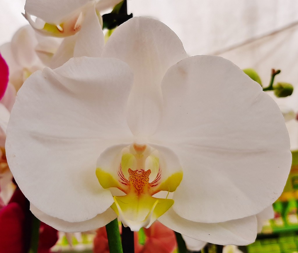 Foto: Flor en la ciudad - Barcelona (Cataluña), España