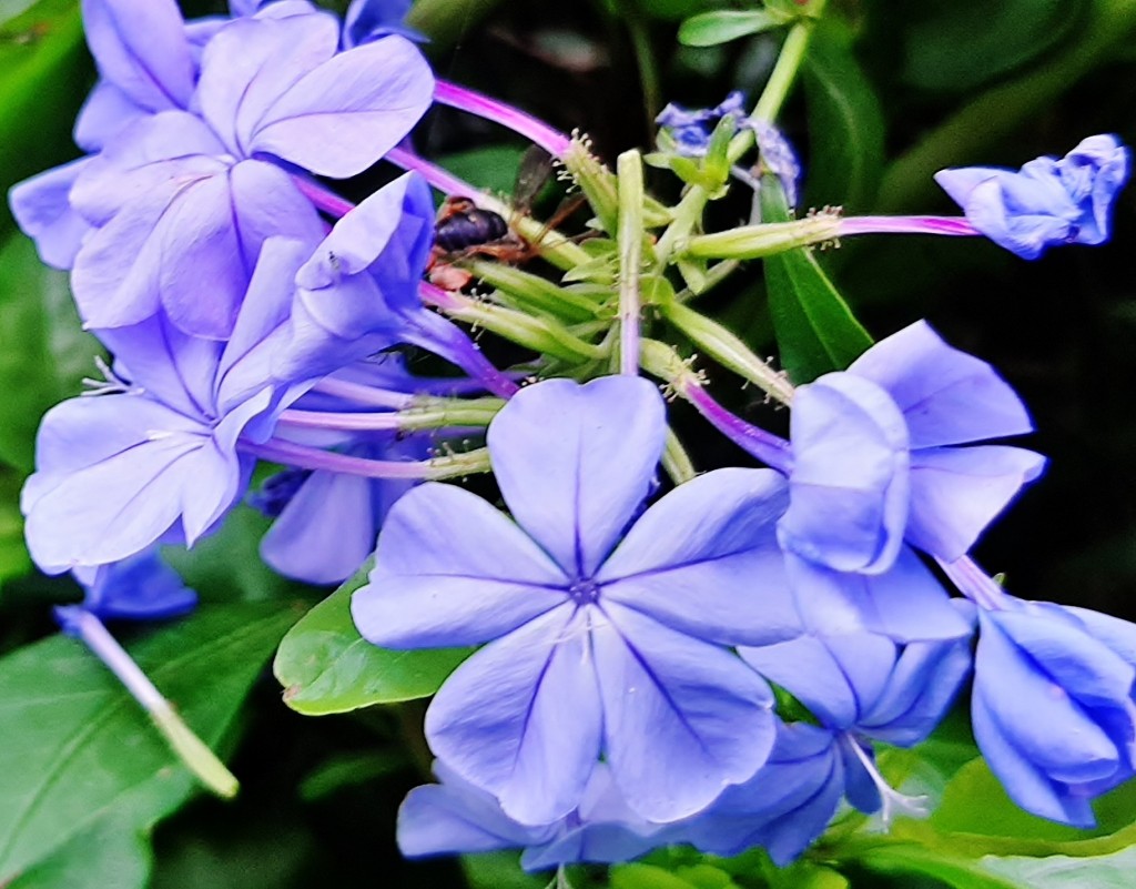 Foto: Flor en la ciudad - Barcelona (Cataluña), España