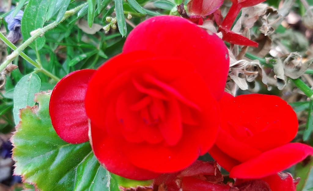 Foto: Flor en la ciudad - Barcelona (Cataluña), España
