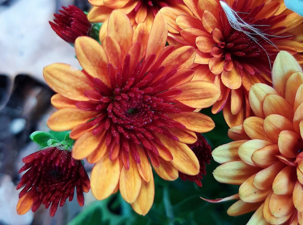 Foto: Flor en la ciudad - Barcelona (Cataluña), España