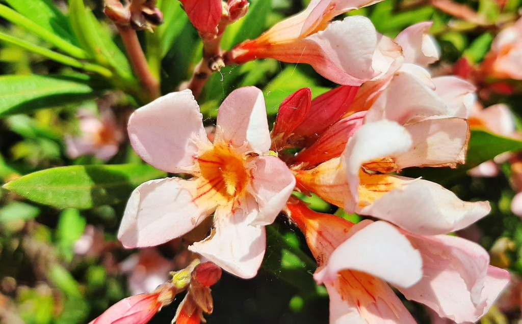 Foto: Flor en la ciudad - Barcelona (Cataluña), España
