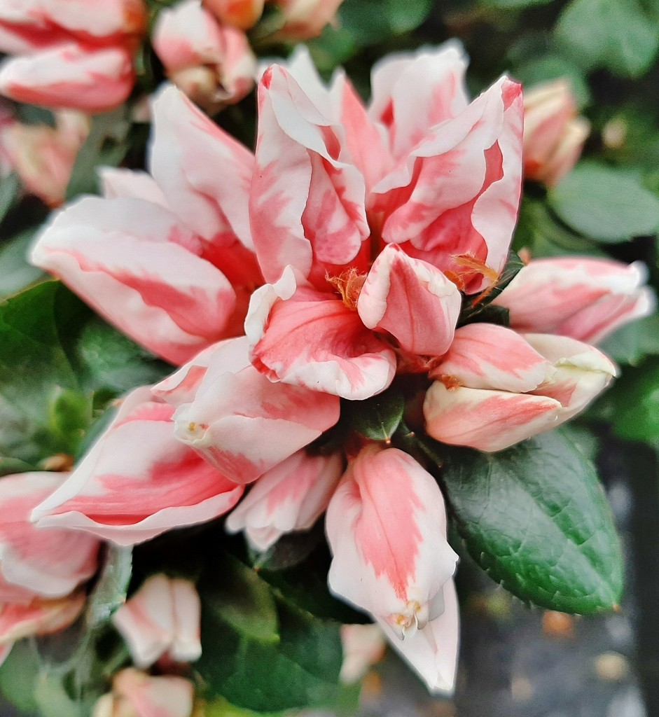 Foto: Flor en la ciudad - Barcelona (Cataluña), España