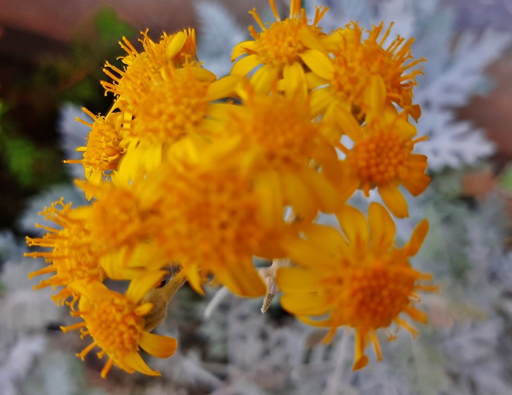 Foto: Flor en la ciudad - Barcelona (Cataluña), España