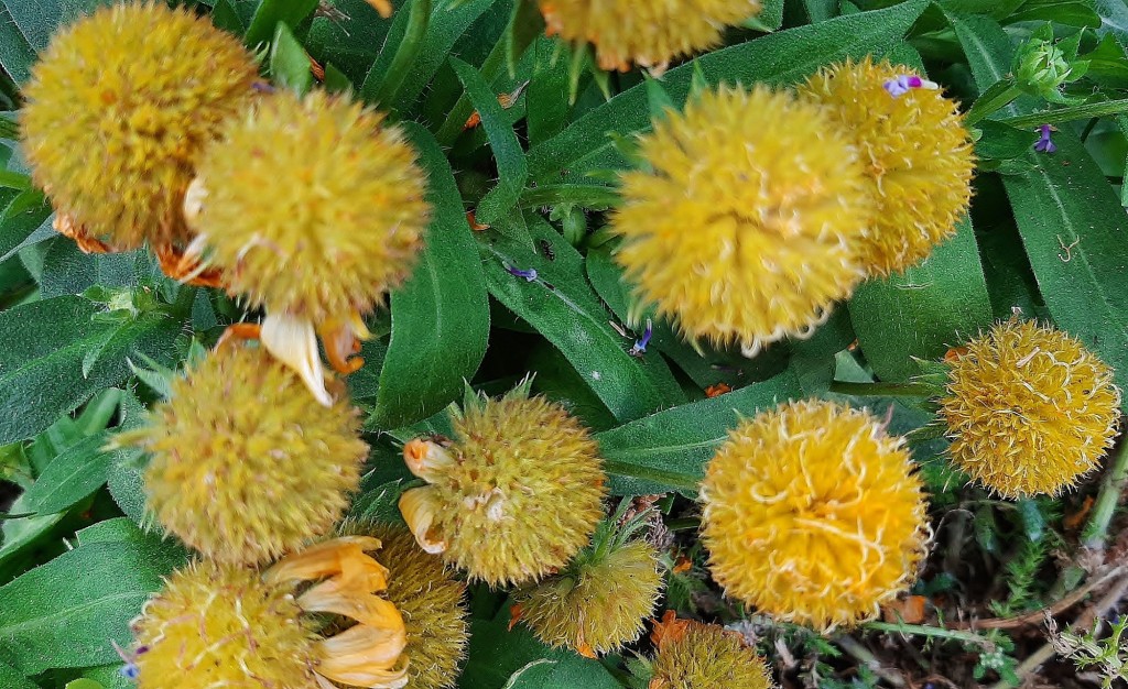 Foto: Flor en la ciudad - Barcelona (Cataluña), España