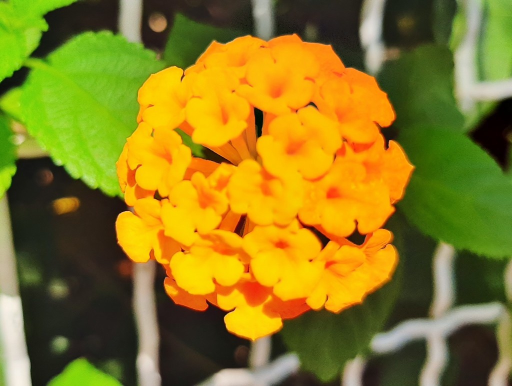 Foto: Flor en la ciudad - Barcelona (Cataluña), España
