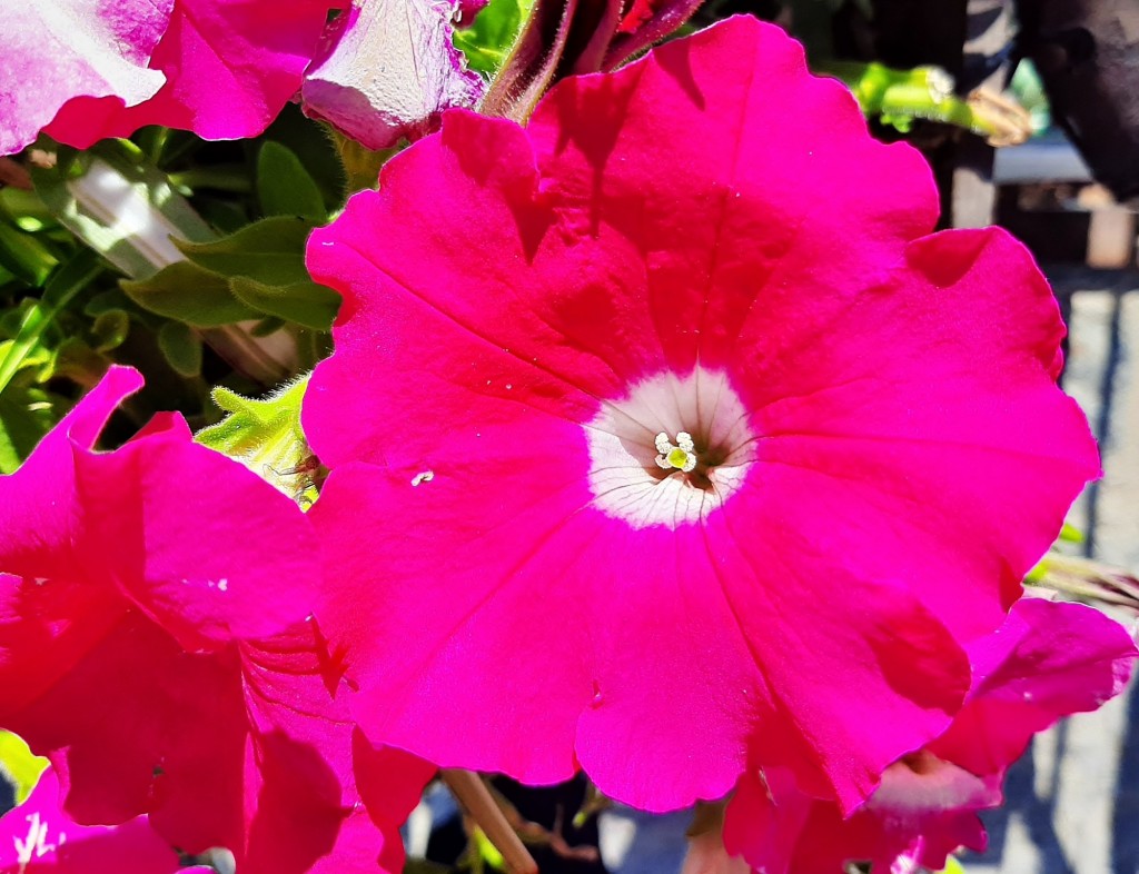 Foto: Flor en la ciudad - Barcelona (Cataluña), España