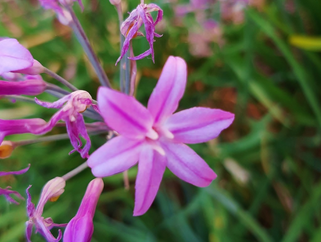 Foto: Flor en la ciudad - Barcelona (Cataluña), España