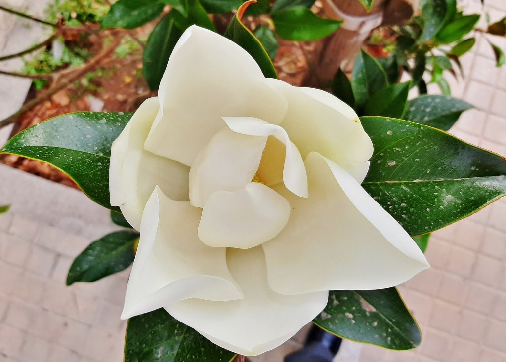 Foto: Flor en la ciudad - Barcelona (Cataluña), España
