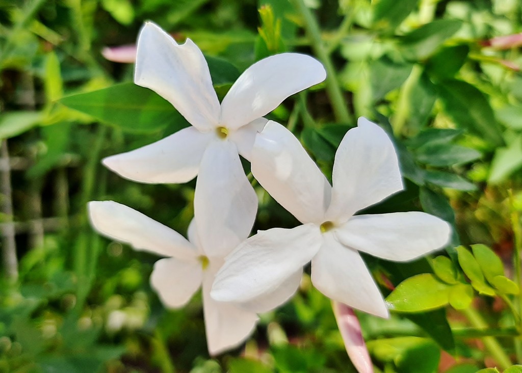 Foto: Flor en la ciudad - Barcelona (Cataluña), España