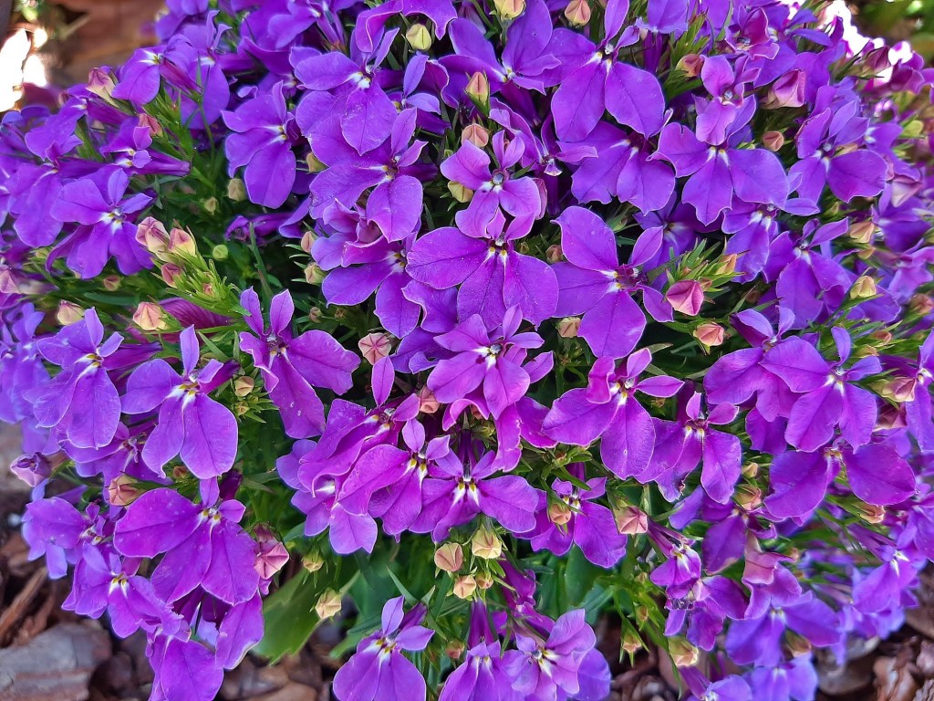 Foto: Flor en la ciudad - Barcelona (Cataluña), España