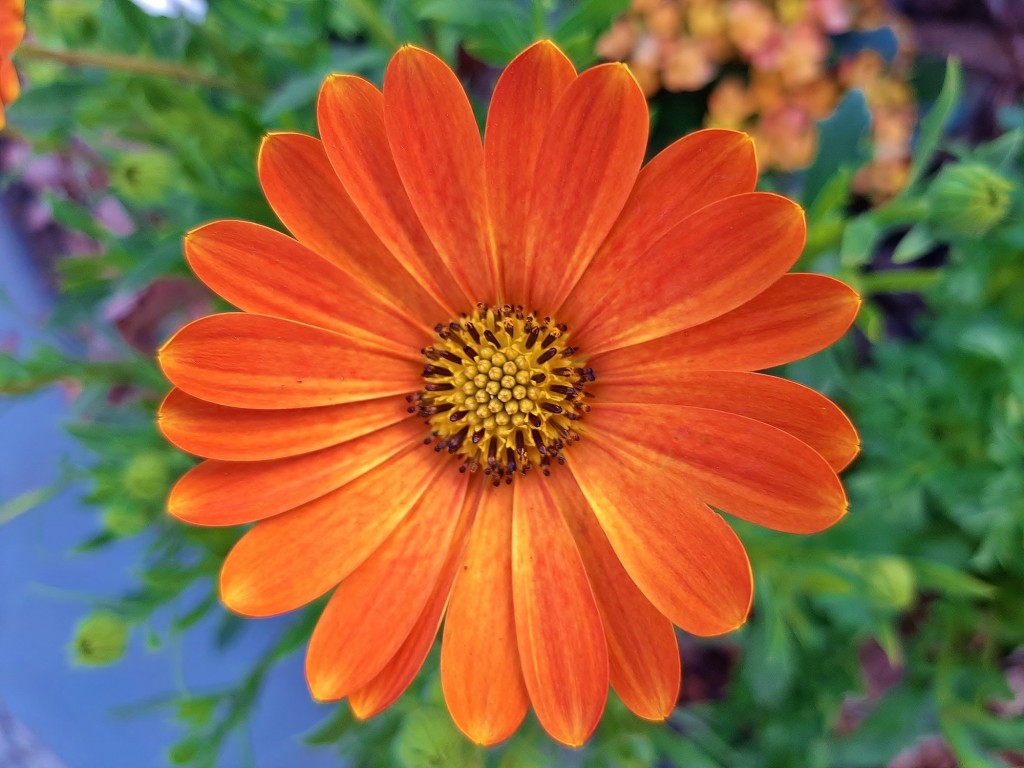 Foto: Flor en la ciudad - Barcelona (Cataluña), España