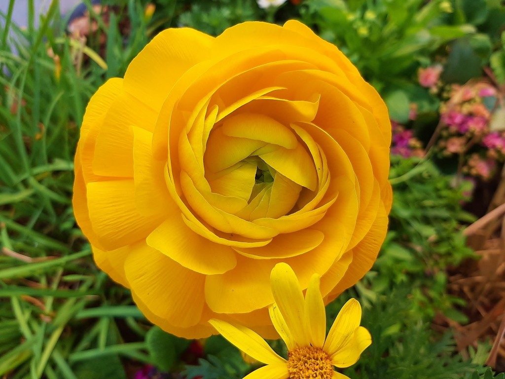 Foto: Flor en la ciudad - Barcelona (Cataluña), España