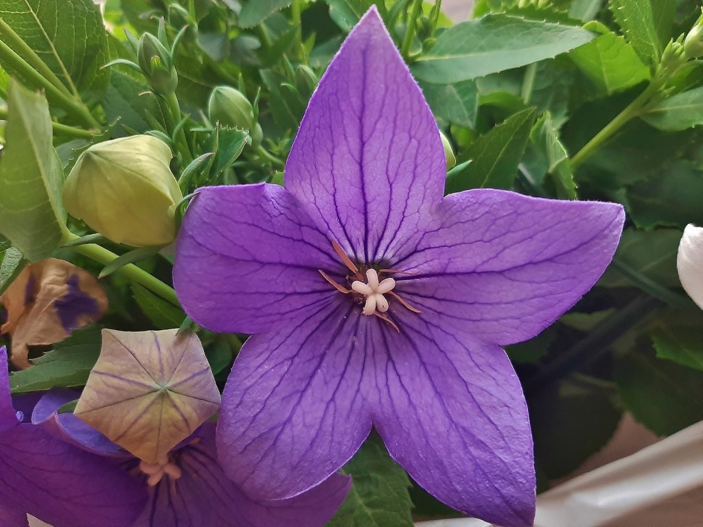 Foto: Flor en la ciudad - Barcelona (Cataluña), España