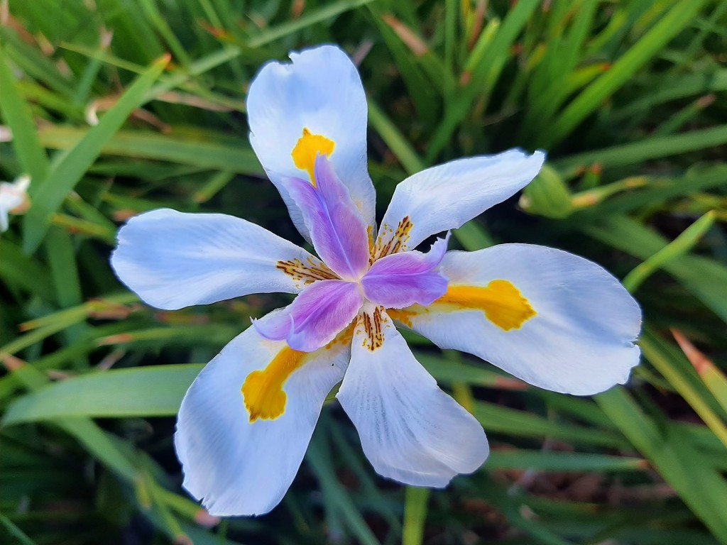 Foto: Flor en la ciudad - Barcelona (Cataluña), España