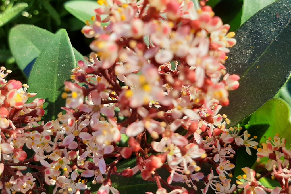 Foto: Flor en la ciudad - Barcelona (Cataluña), España