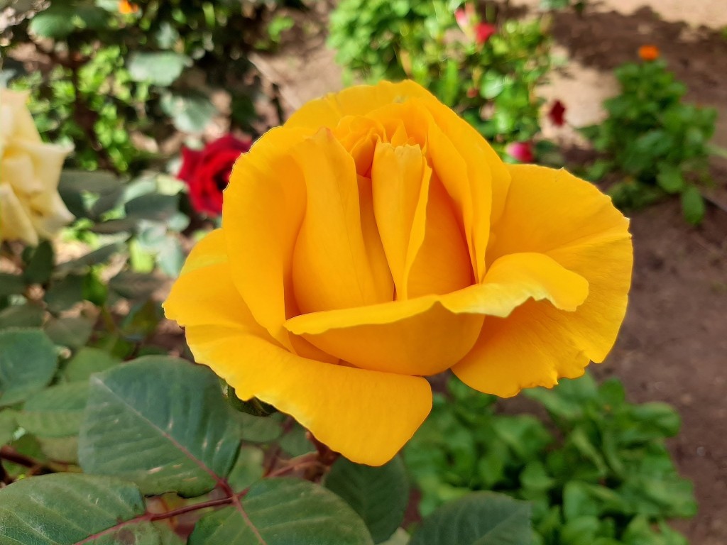 Foto: Flor en la ciudad - Barcelona (Cataluña), España