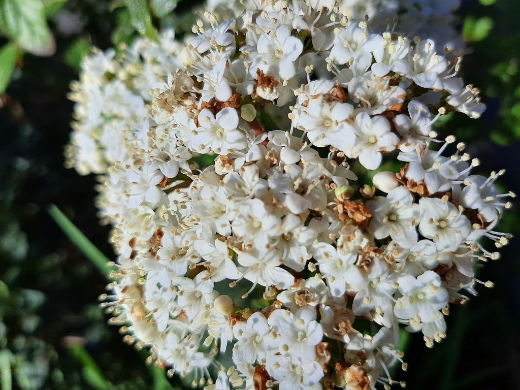 Foto: Flor en la ciudad - Barcelona (Cataluña), España