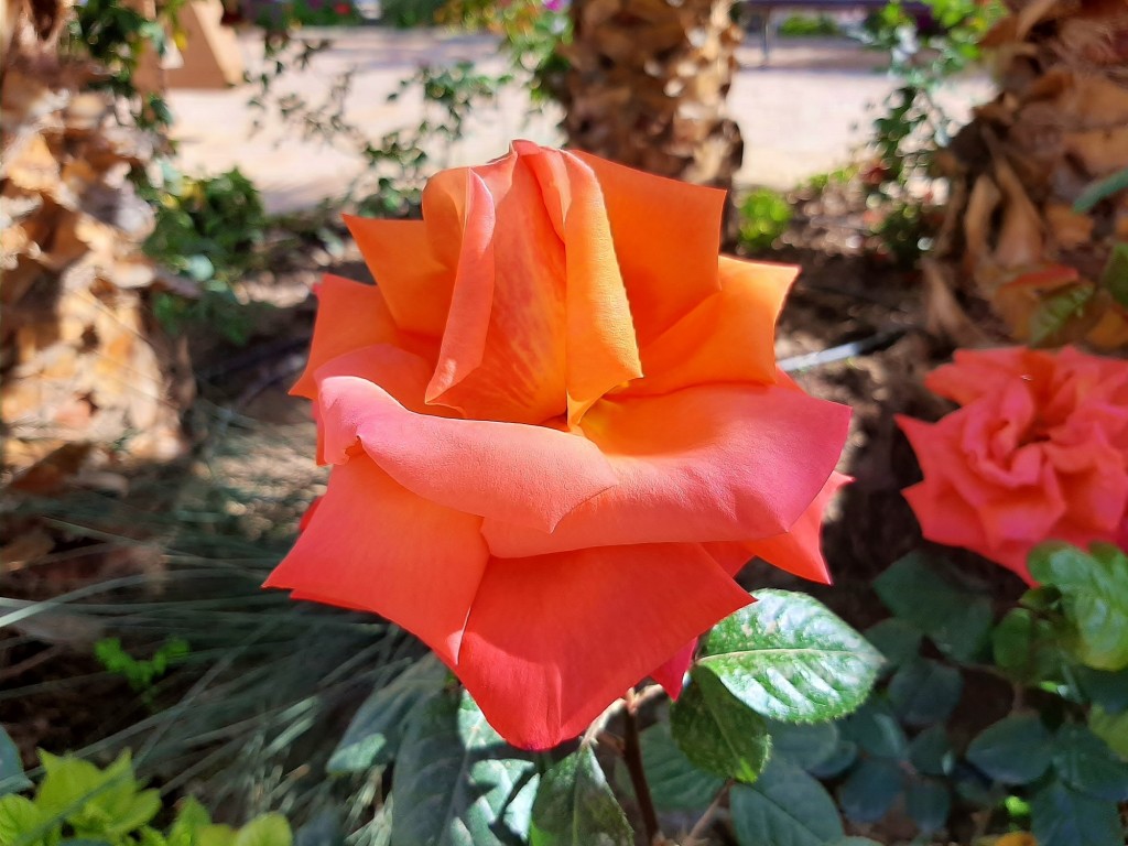Foto: Flor en la ciudad - Barcelona (Cataluña), España