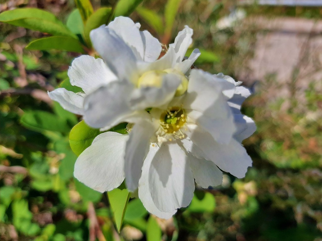 Foto: Flor en la ciudad - Barcelona (Cataluña), España
