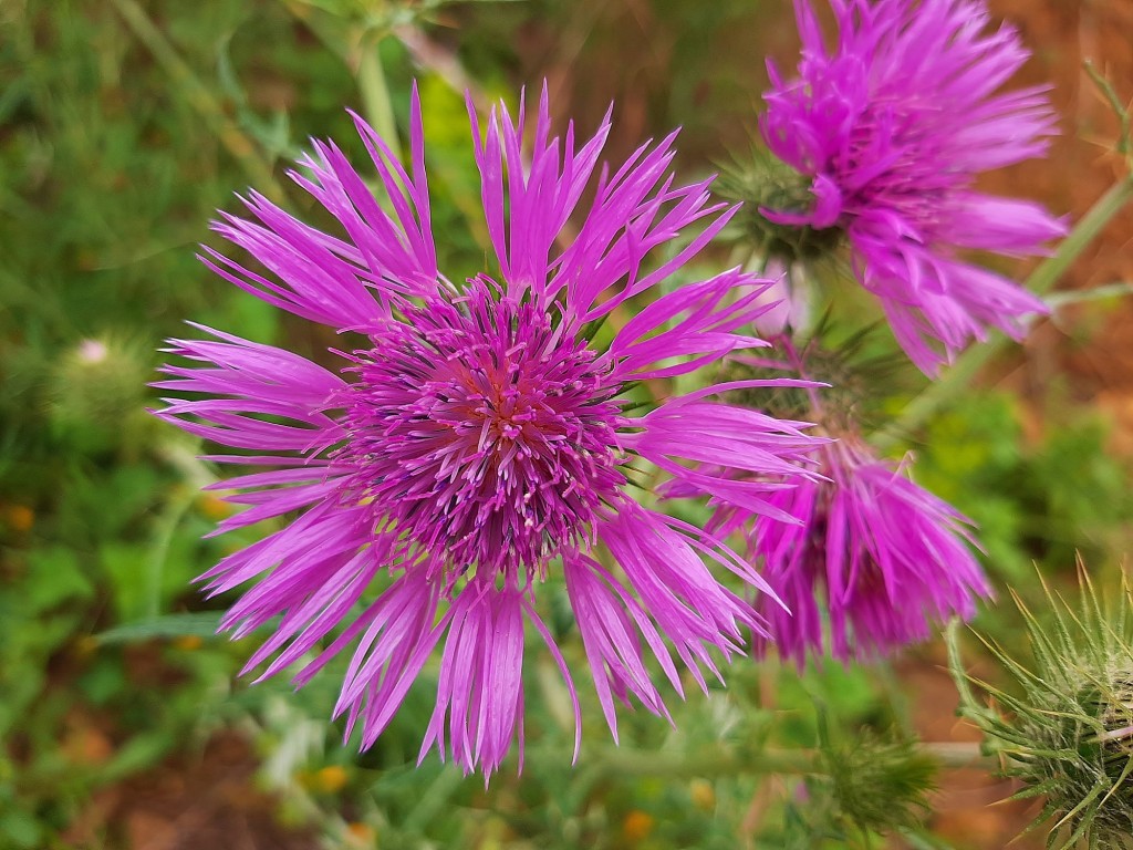 Foto: Flor en la ciudad - Barcelona (Cataluña), España