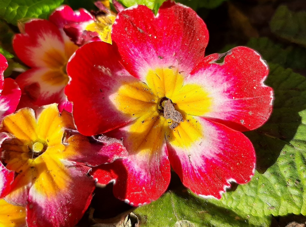 Foto: Flor en la ciudad - Barcelona (Cataluña), España
