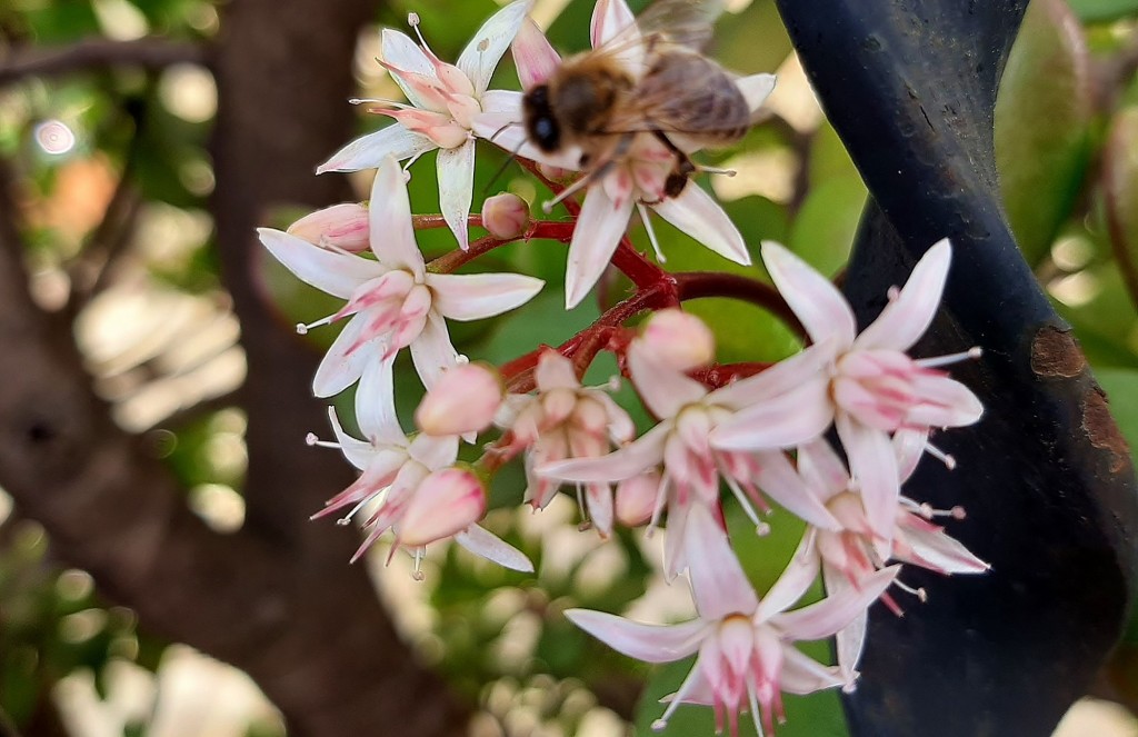Foto: Flor en la ciudad - Barcelona (Cataluña), España