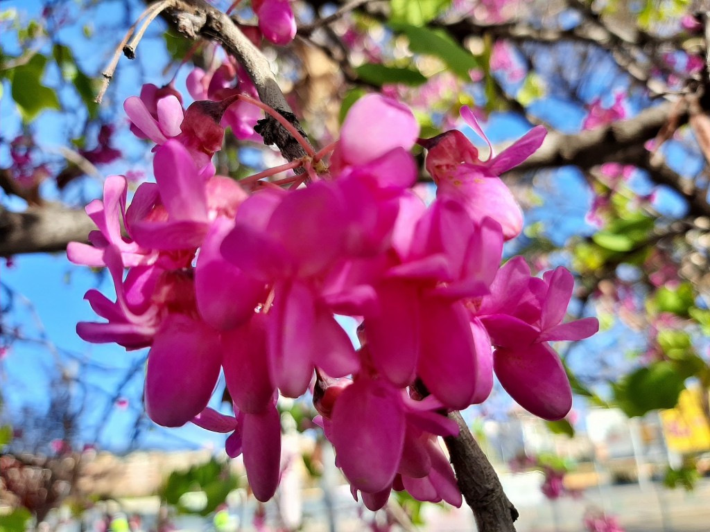 Foto: Flor en la ciudad - Barcelona (Cataluña), España