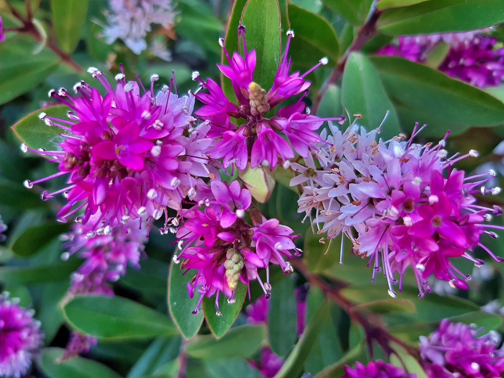 Foto: Flor en la ciudad - Barcelona (Cataluña), España