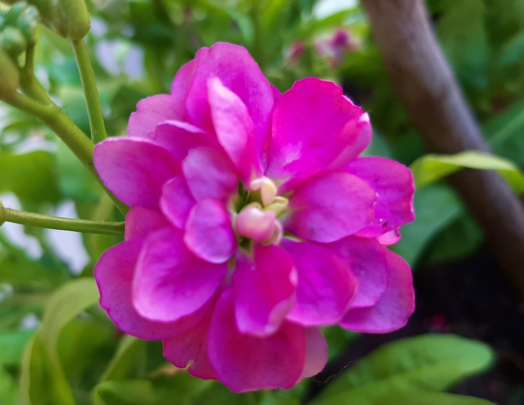 Foto: Flor en la ciudad - Barcelona (Cataluña), España
