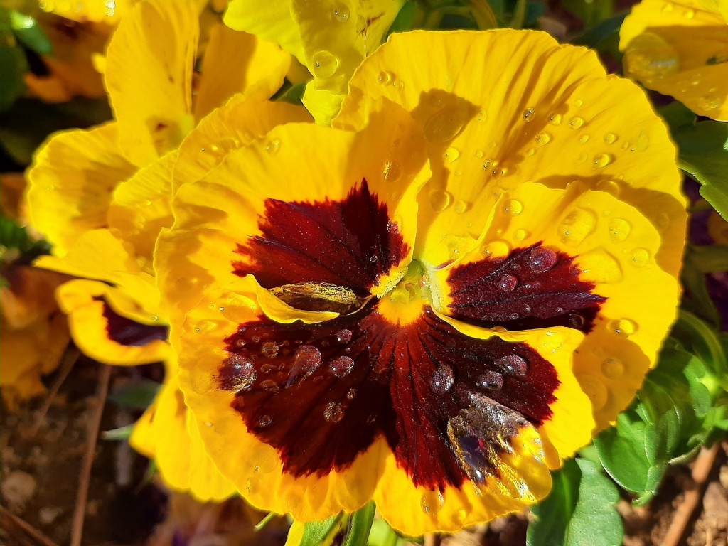 Foto: Flor en la ciudad - Barcelona (Cataluña), España