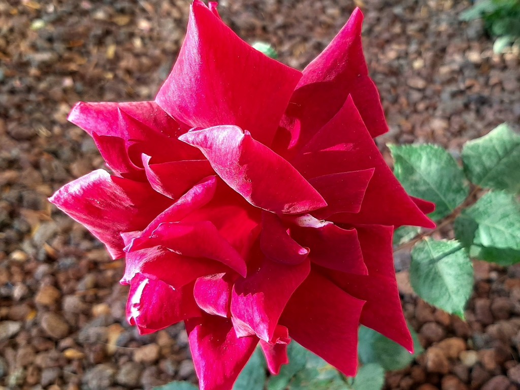 Foto: Flor en la ciudad - Barcelona (Cataluña), España