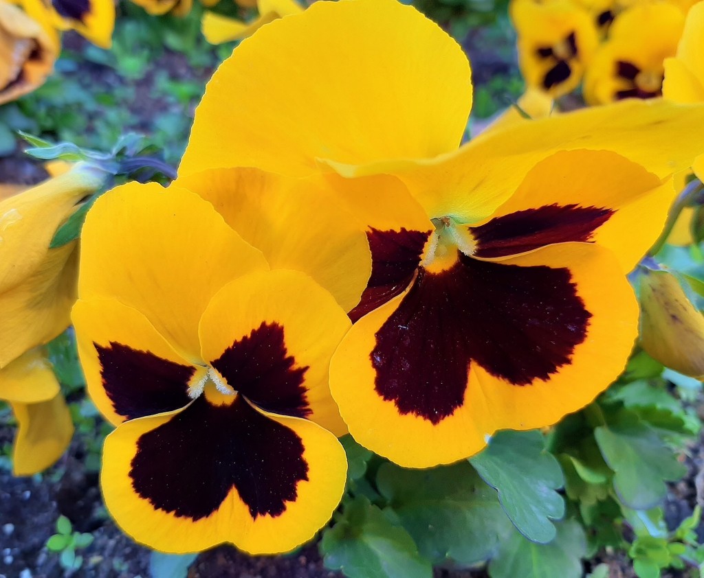 Foto: Flor en la ciudad - Barcelona (Cataluña), España