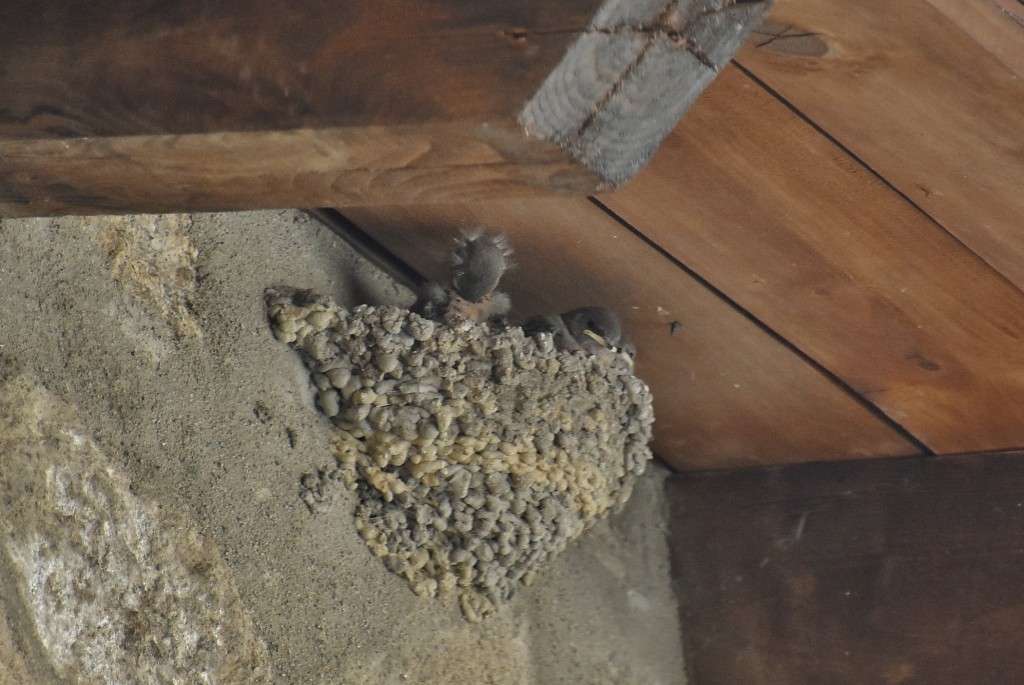 Foto: Golondrinas - San Martín de Trevejo (Cáceres), España