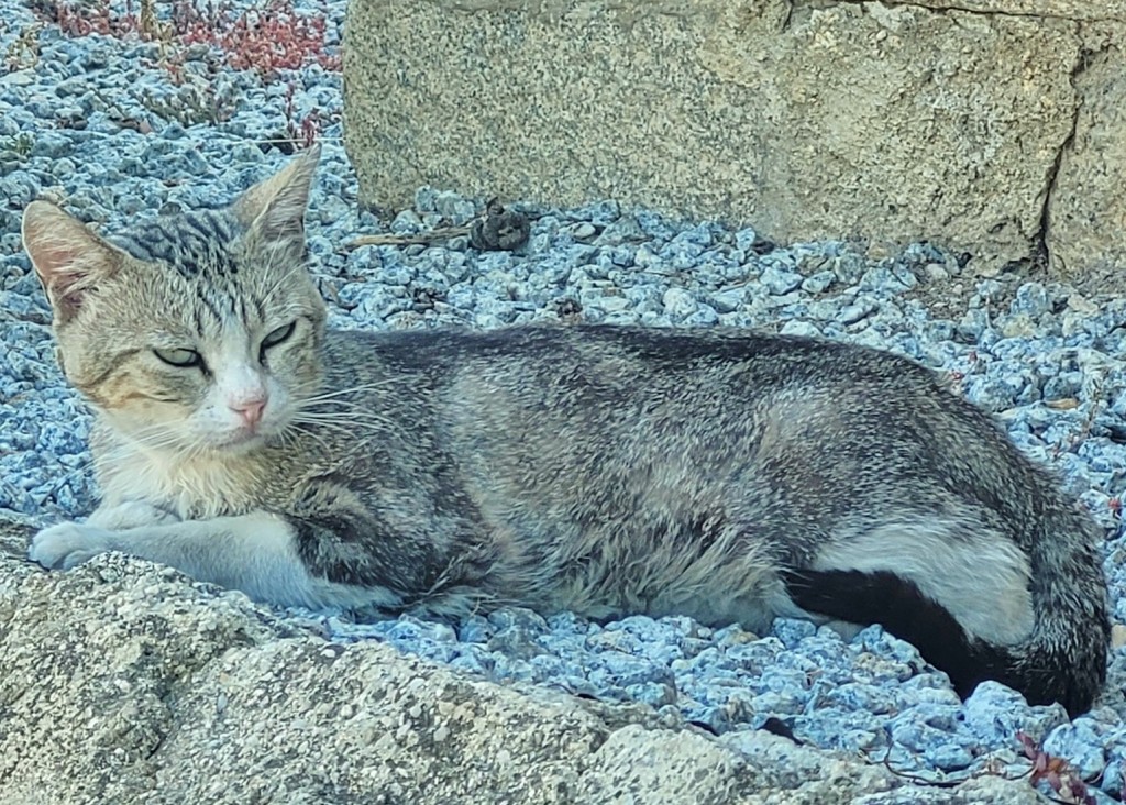 Foto: Gatito - Hoyos (Cáceres), España