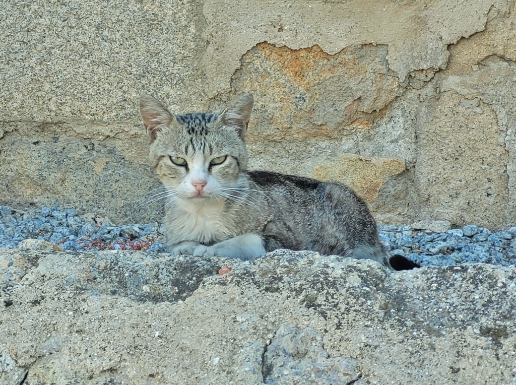 Foto: Gatito - Hoyos (Cáceres), España