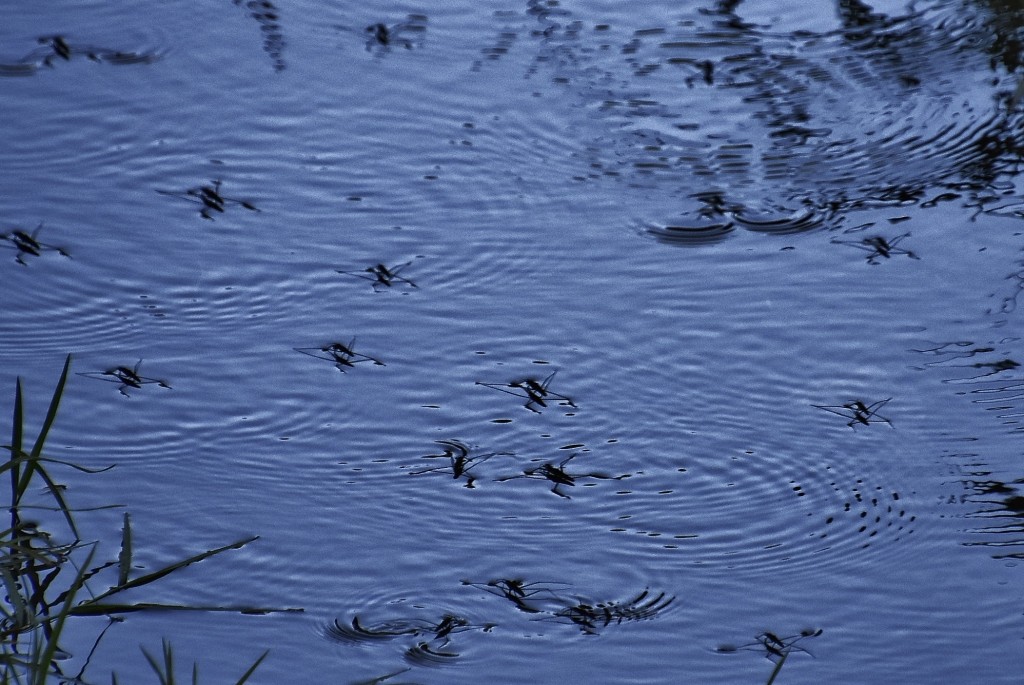 Foto: Bichitos - Robledillo de Gata (Cáceres), España