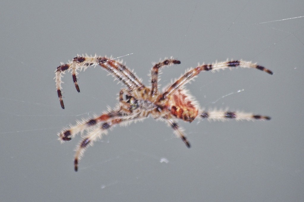 Foto: araña flotando sobre su tela - Zuares del Páramo (León), España