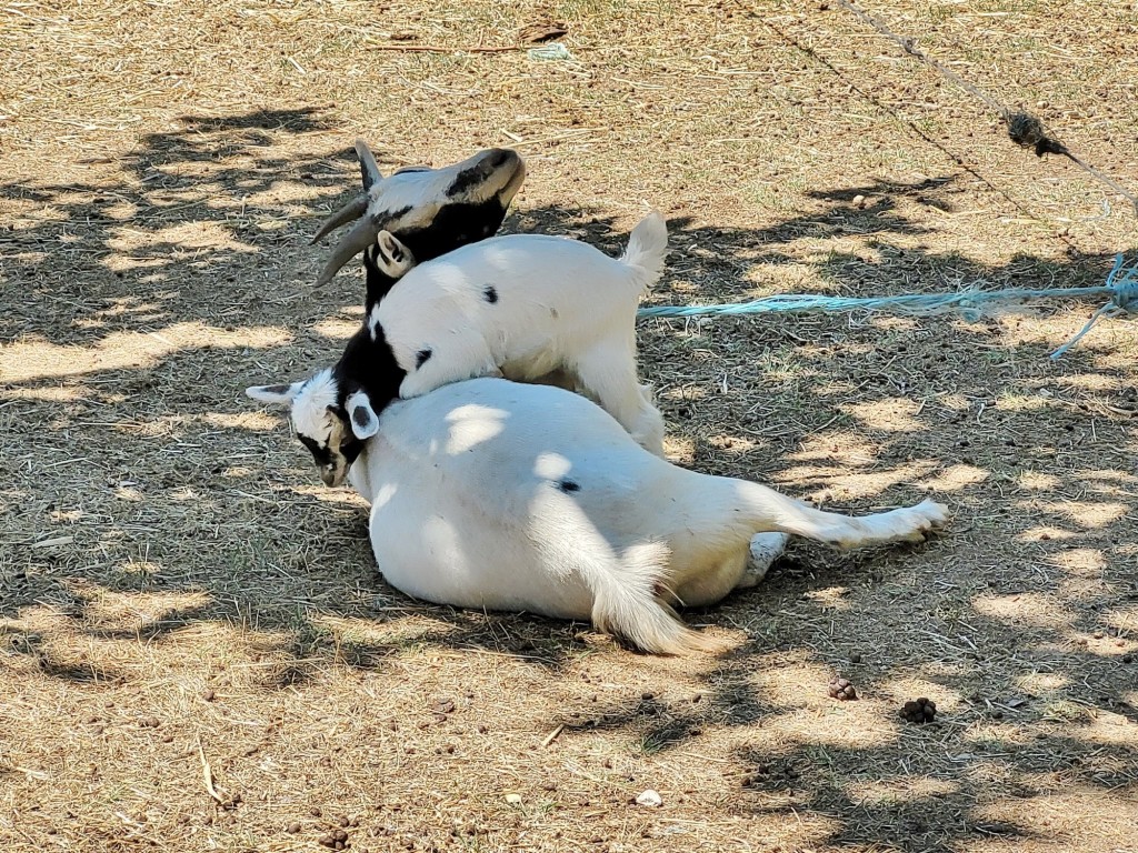 Foto: Cabritas - Hervás (Cáceres), España