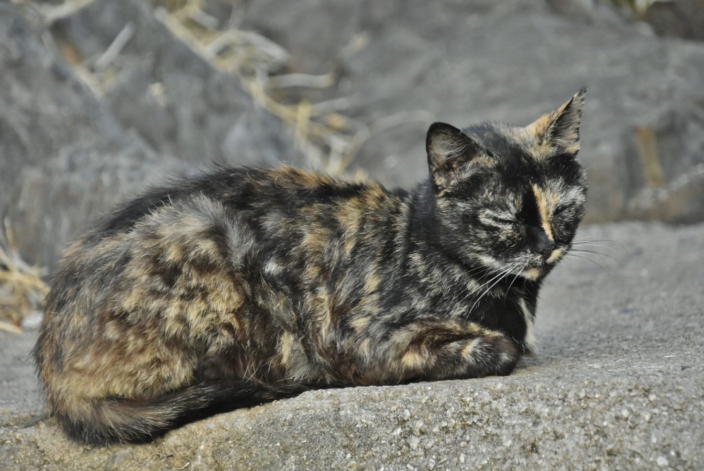 Foto: Gatito - El Gasco (Cáceres), España
