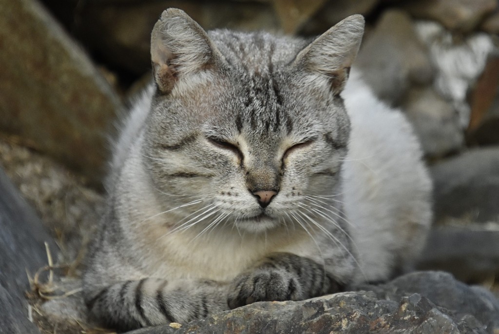 Foto: Gatito - El Gasco (Cáceres), España