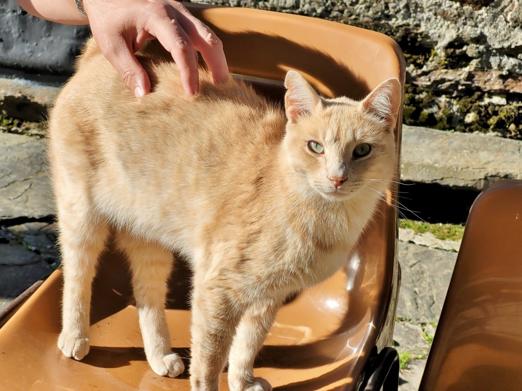 Foto: Gatito - Sant Joan de Torán (Lleida), España