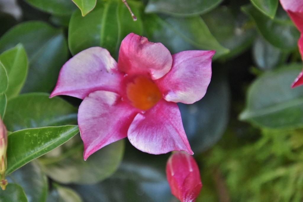 Foto: Flor - Caneján (Lleida), España