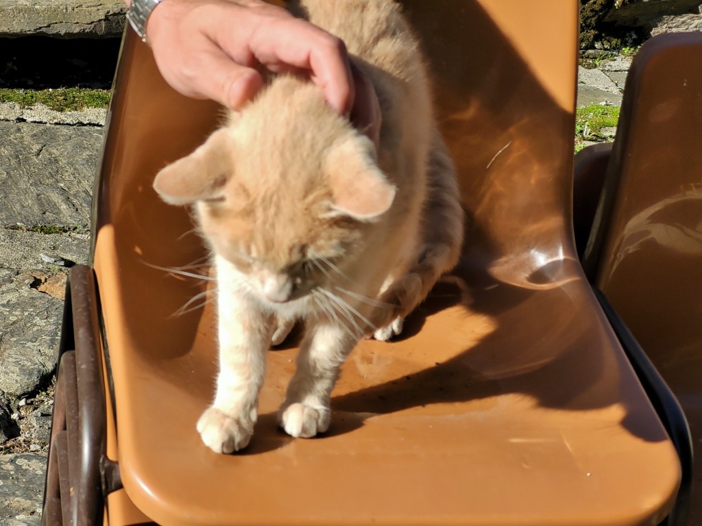 Foto: Gatito - Sant Joan de Torán (Lleida), España