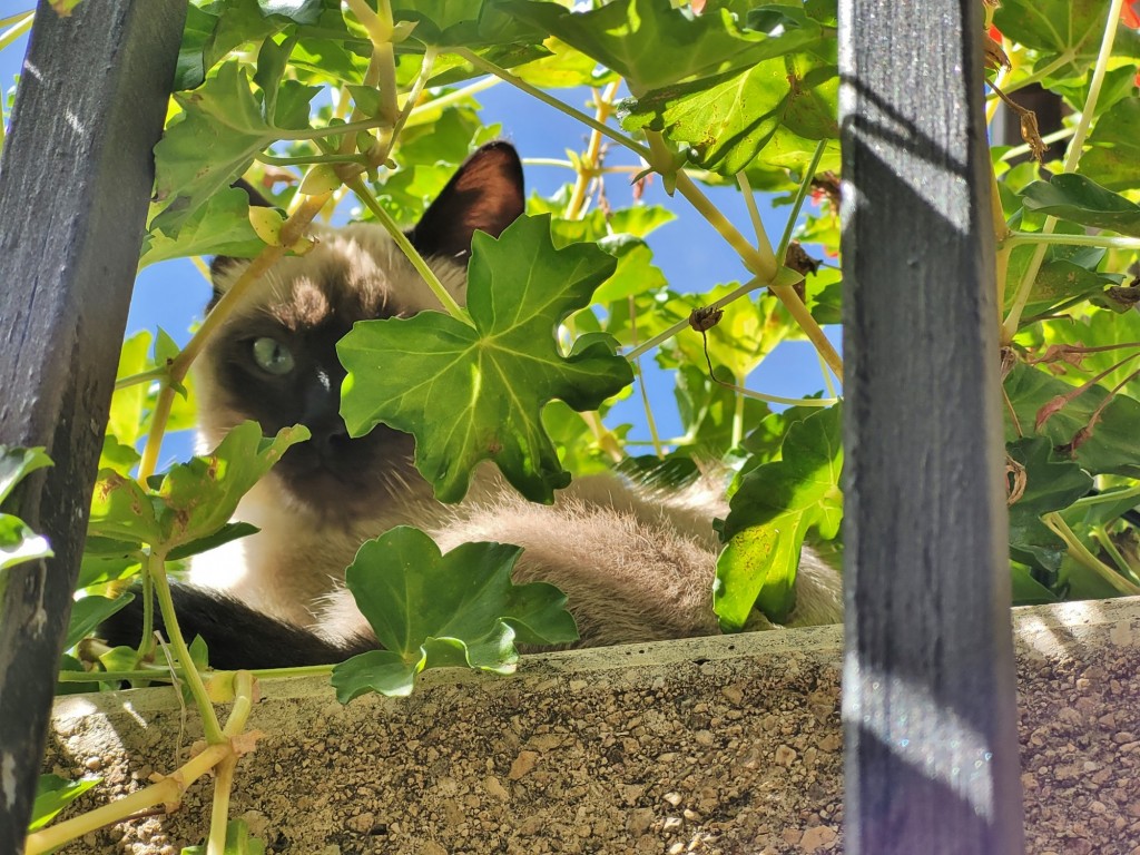Foto: Gatito - Garós (Lleida), España