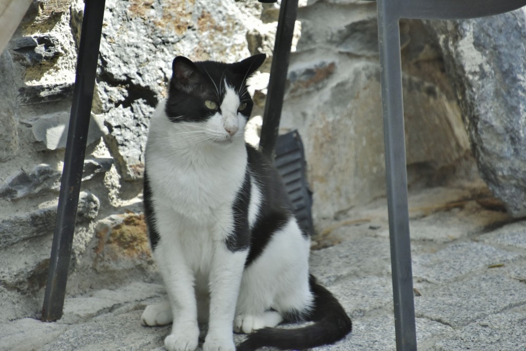 Foto: Gatito - Vilamós (Lleida), España
