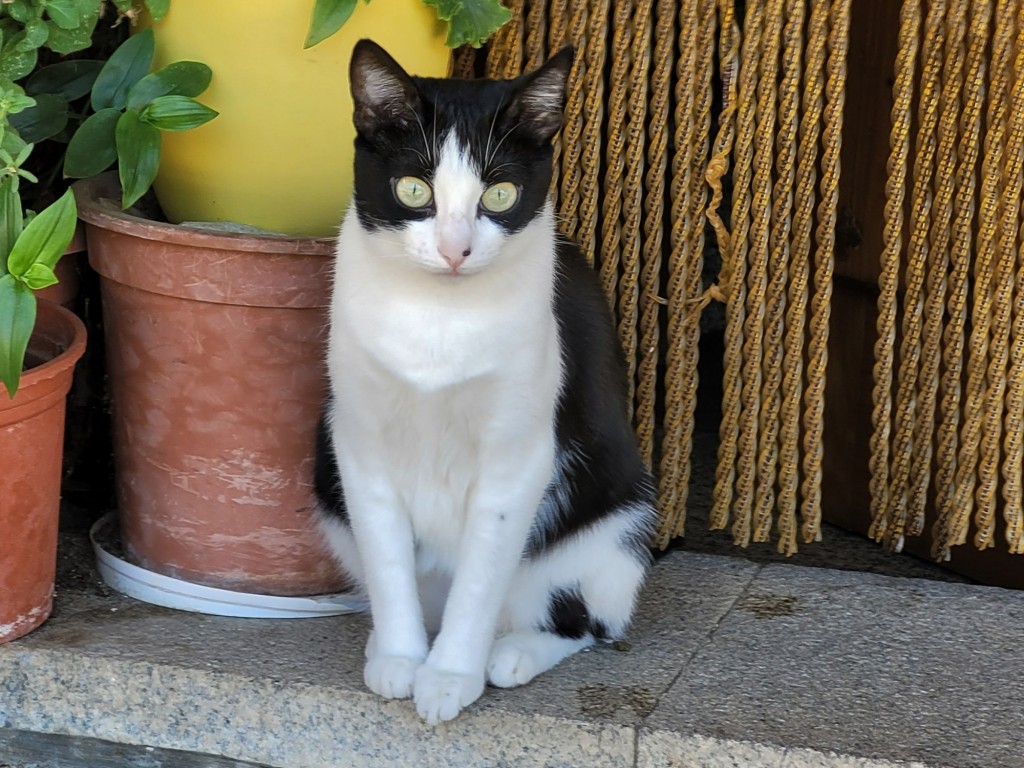 Foto: Gatito - Cuacos de Yuste (Cáceres), España